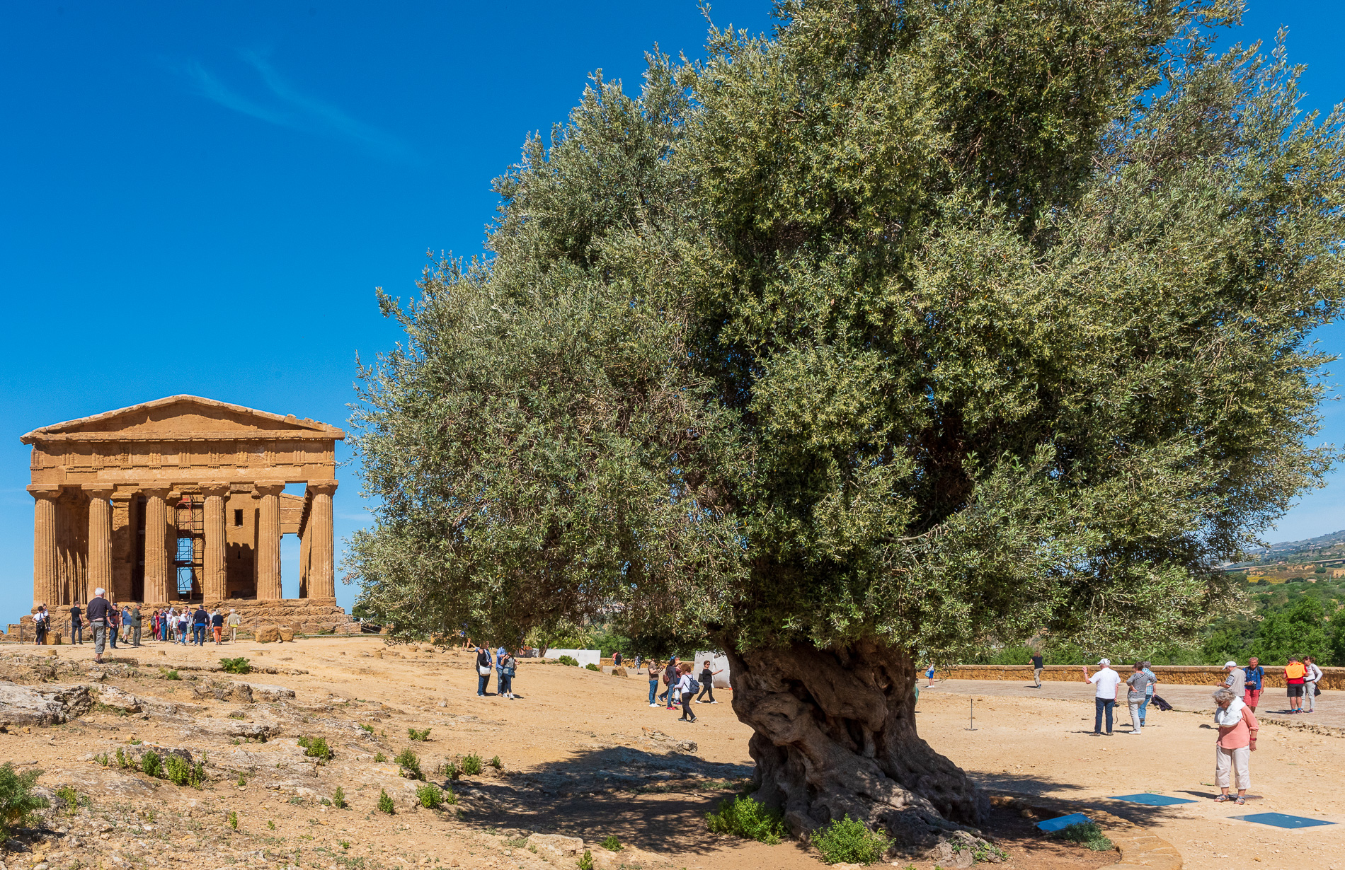 Agrigento-Vallée des Temples-Temple de la Concorde